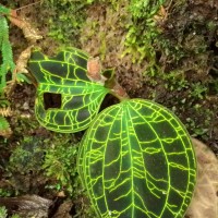 Anggrek Berlian – Jewel Orchid