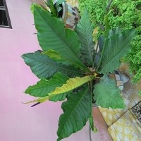 Bunga Gelombang Cinta