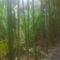 Bambu Kuning