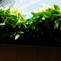 Kangkung Air