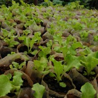 Selada Sayur