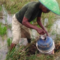 Tikus Sawah