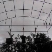 Serak Jawa