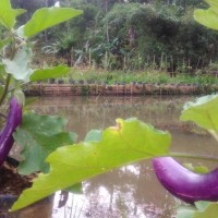 Terong Ungu