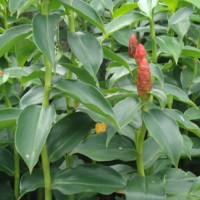 Binto (Madura)