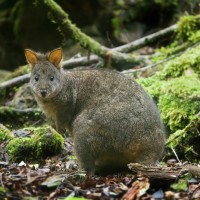 Tasmanian pademelon