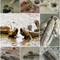 Kajian Ekologi Hewan, Periopthalmus monodon