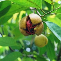 buah pala