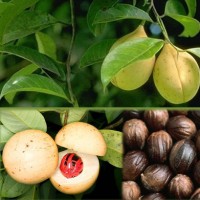 buah pala