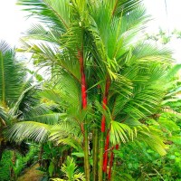 Palm Merah / Pinang Merah