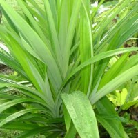 pandan wangi(seuke pueloet)