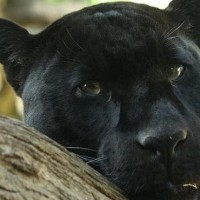 Panther