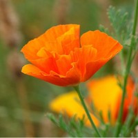 Papaver californica