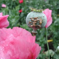 Papaver somniferum