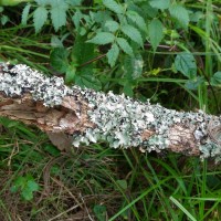 Lichen