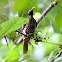 Paruh-sabit paruh-putih / Pale-billed Sicklebill (White-billed Sicklebill; Lowland Sicklebill)