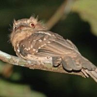 Paruh-kodok bintang / Gould√¢‚Ç¨‚Ñ¢s Frogmouth