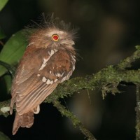 Paruh-kodok kepala-pucat / Short-tailed Frogmouth