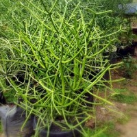 tanaman patah tulang