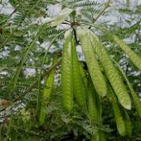 lamtoro(petai cina)