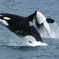 Paus Orca, Si paus pembunuh