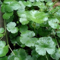 manfaat daun pegagan