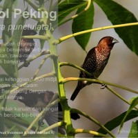Bondol Peking