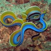 Pelangi Hitam dan Pelangi Biru