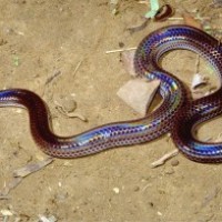 Ular Pelangi