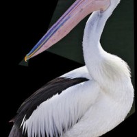Undan Kacamata