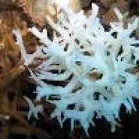 Coral Bleaching