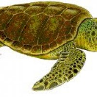 Penyu Bromo
