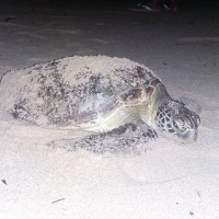 Derita Penyu di Ngambur, Pesisir Barat