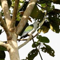 Pergam Seram / Seram Imperial-pigeon