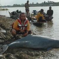 Pesut Mahakam
