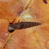 phaedusa filicostata (photo koomen)