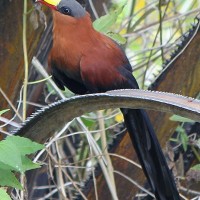Kadalan sulawesi / burung bantik ( khusus minahasa )