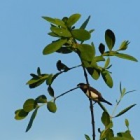 Burung-Burung di Kawasan Mangrove Pasir Mendit Kulon Progo D.I. Yogyakarta