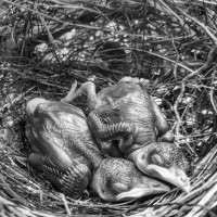 Burung Merbah Cerukcuk di Tengah Pembangunan Kota