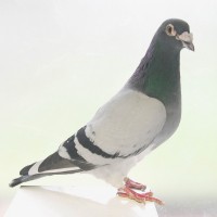 Melatih Merpati Pos