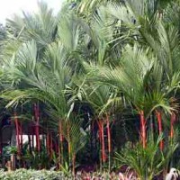 Pinang merah
