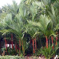 Palem Merah atau Pinang Merah
