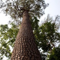 Si Lurus Pinus