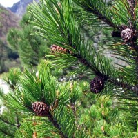 Pohon Pinus