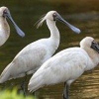 Ibis Sendok Raja