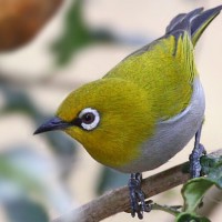 Jenis Burung Pleci, “Si kecil cabe rawit”