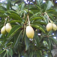 Binjai, Binglu, Wani, Kemang, Kwuta