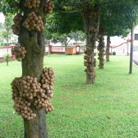 Pohon Kepel