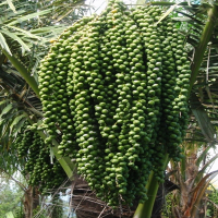 pohon aren( Boh jok)