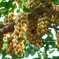 Duku